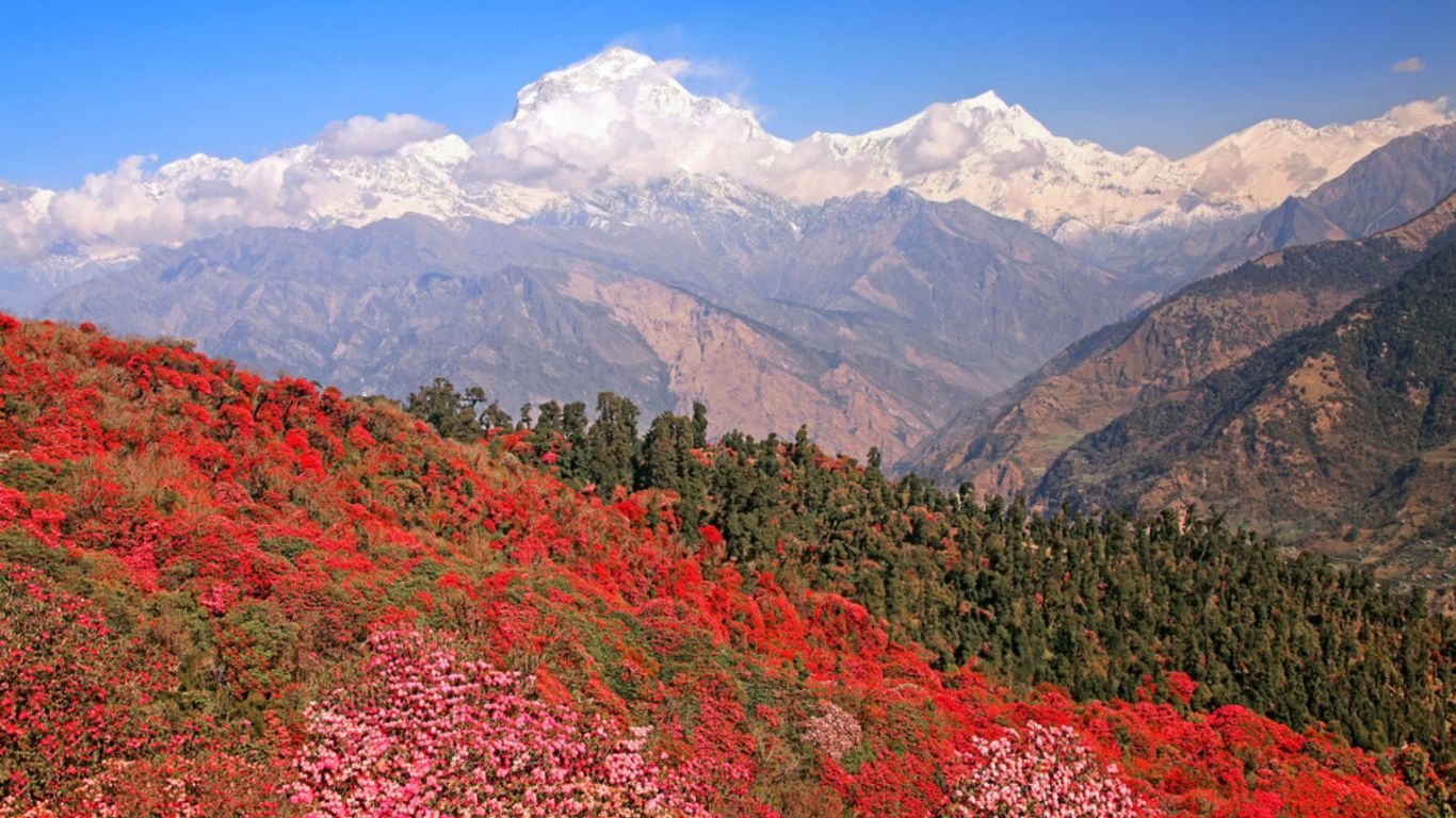 Varsey Rhododendron Sanctuary Trek